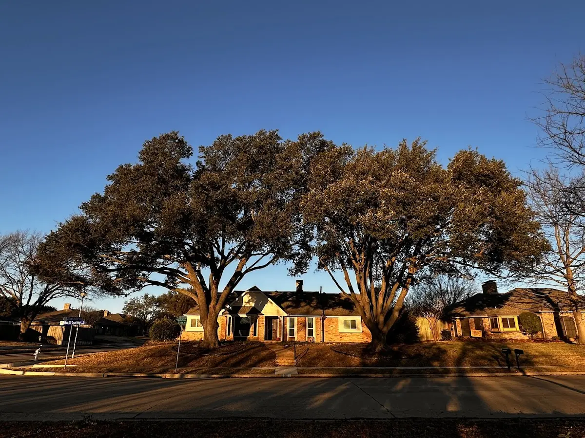 Established residential canopy tree shading a home in Big Prairie